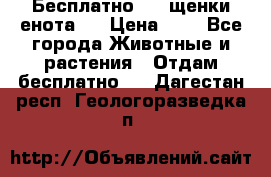 Бесплатно !!! щенки енота!! › Цена ­ 1 - Все города Животные и растения » Отдам бесплатно   . Дагестан респ.,Геологоразведка п.